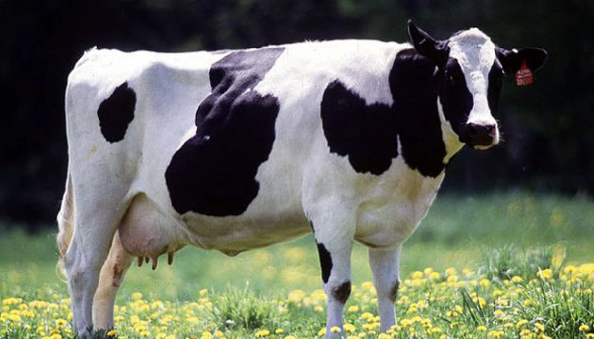 Hayvanlarda Pedikür Süt Üretimini Artırıyor