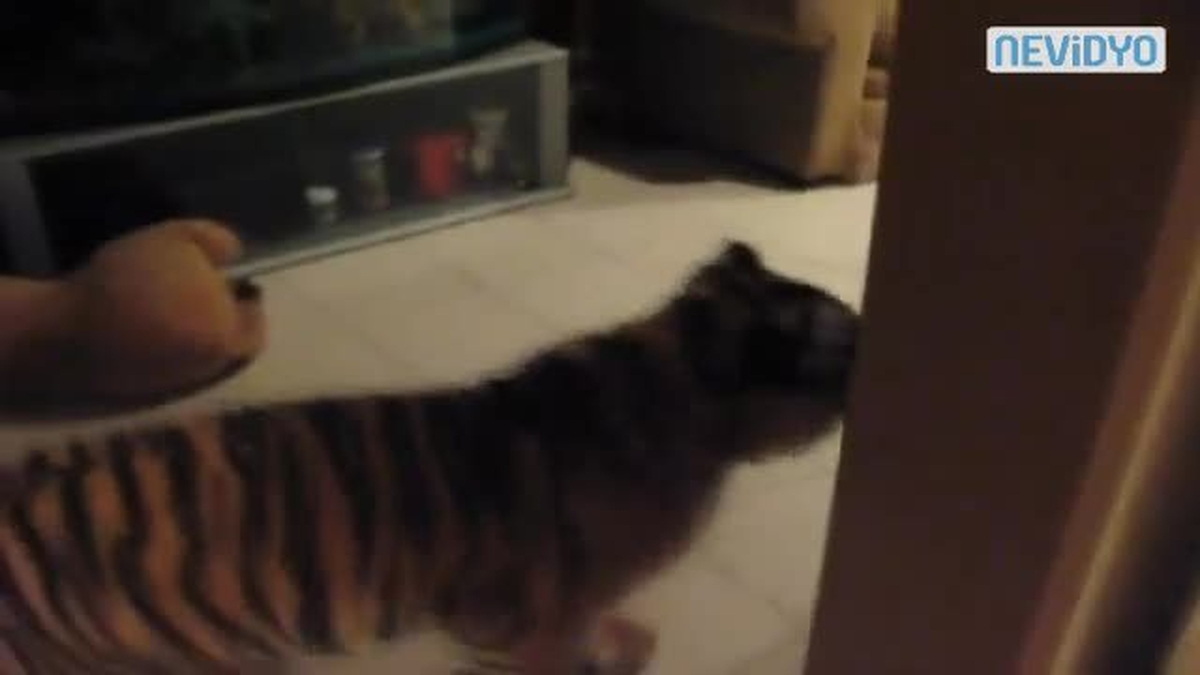 Kedi Gibi Dolaşıyor!