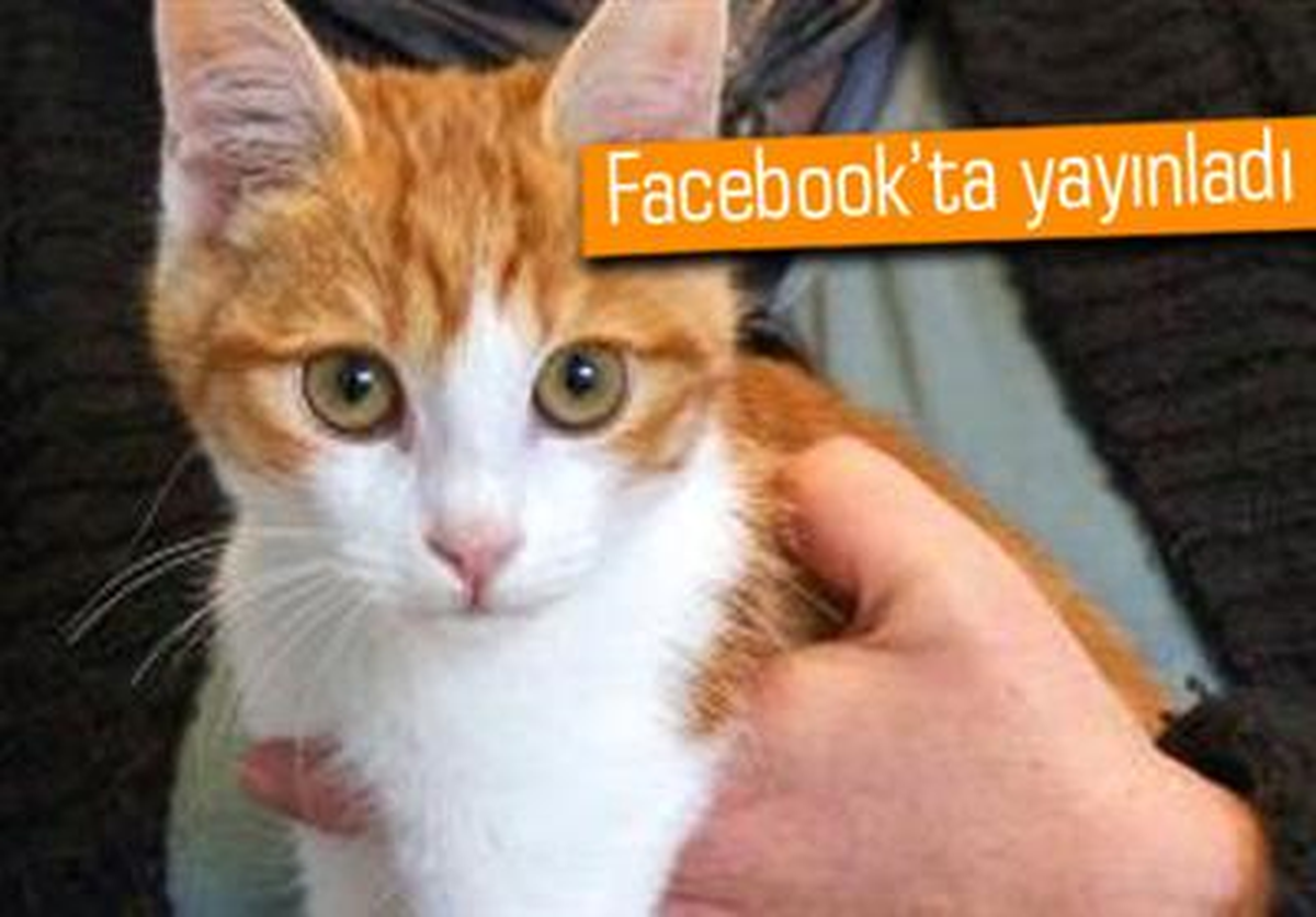 Kediye İşkenceyi Facebook\'ta Yayınladı, Hapis Cezası Aldı