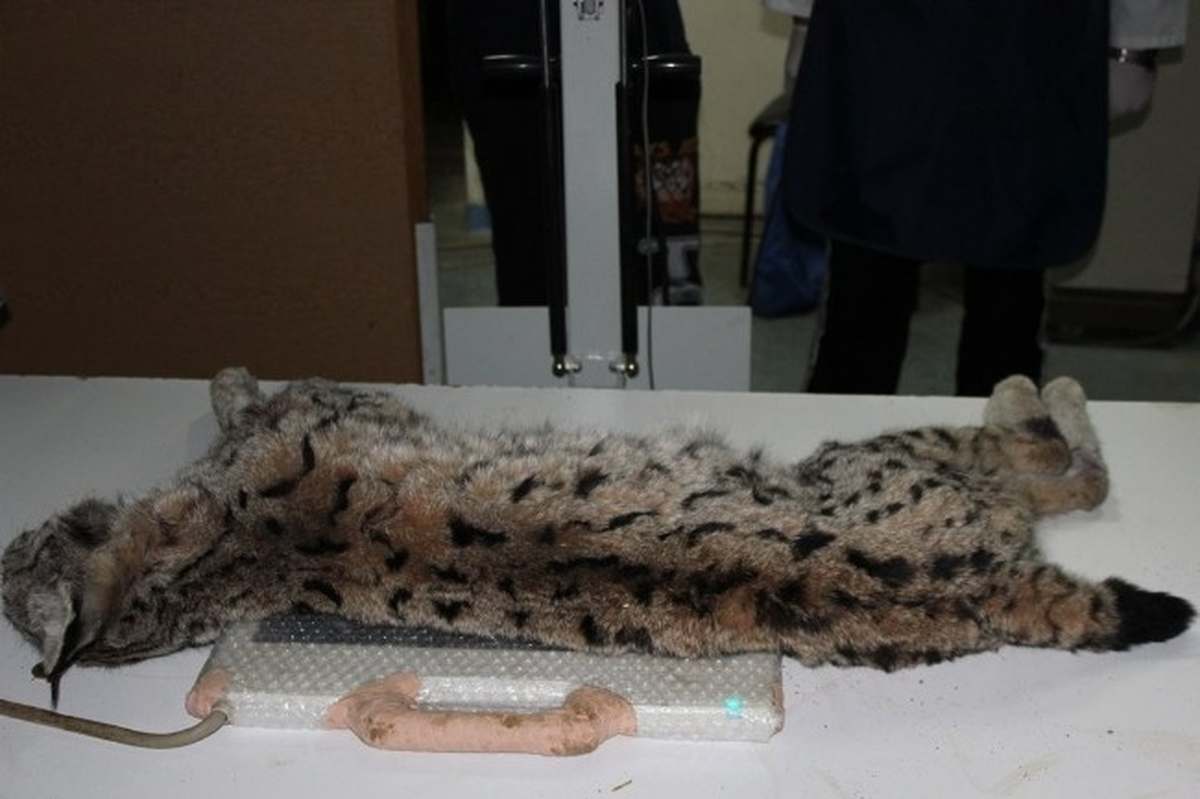 Ölen Vaşak\'a 3 Saşma İsabet Etmiş