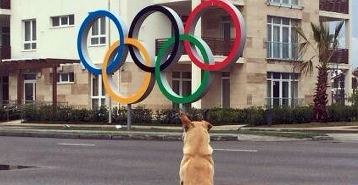 Olimpiyat Öncesi Şok: Rusya Köpekleri Öldürecek