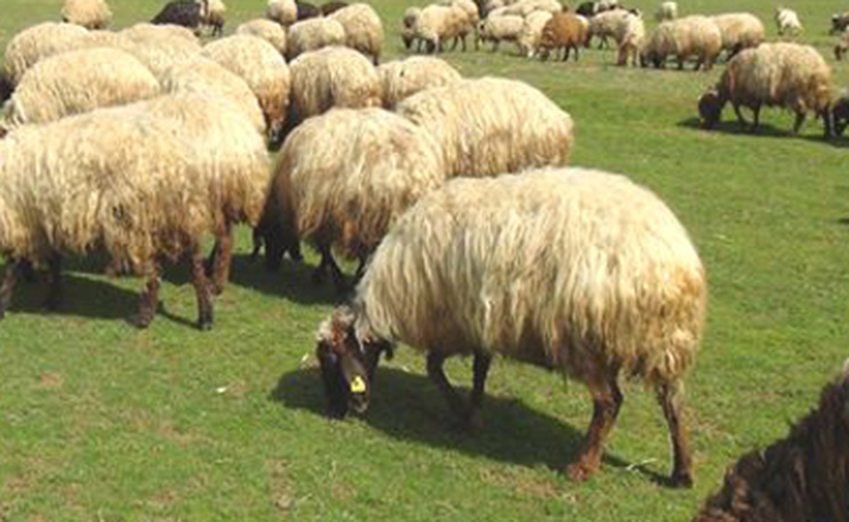 Osmaniye\'de Bir Çoban Ölü Bulundu