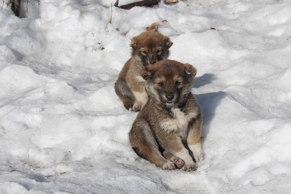 Yavru Köpeklerin Soğuklarla Mücadelesi