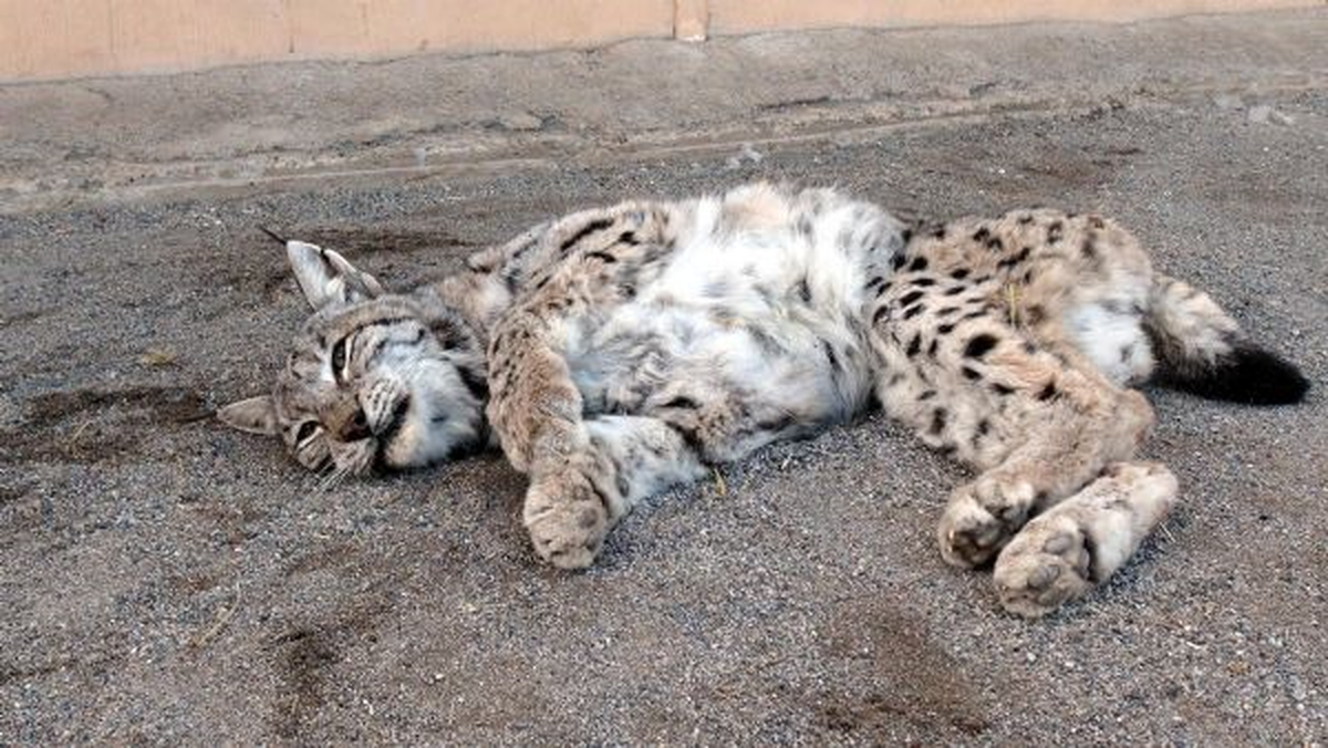 Erzincan\'da Vurulan Vaşak