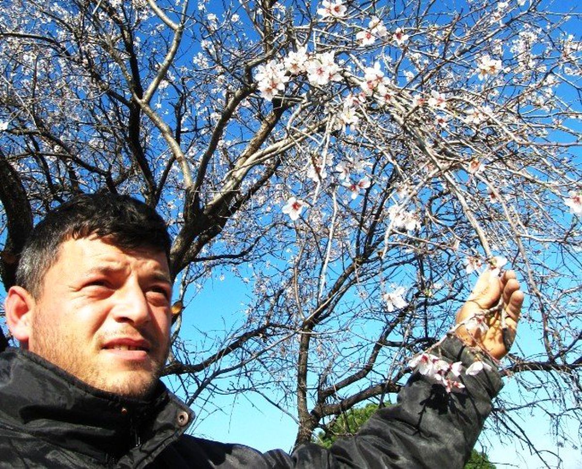 Havran\'da Bademler Çiçek Açtı