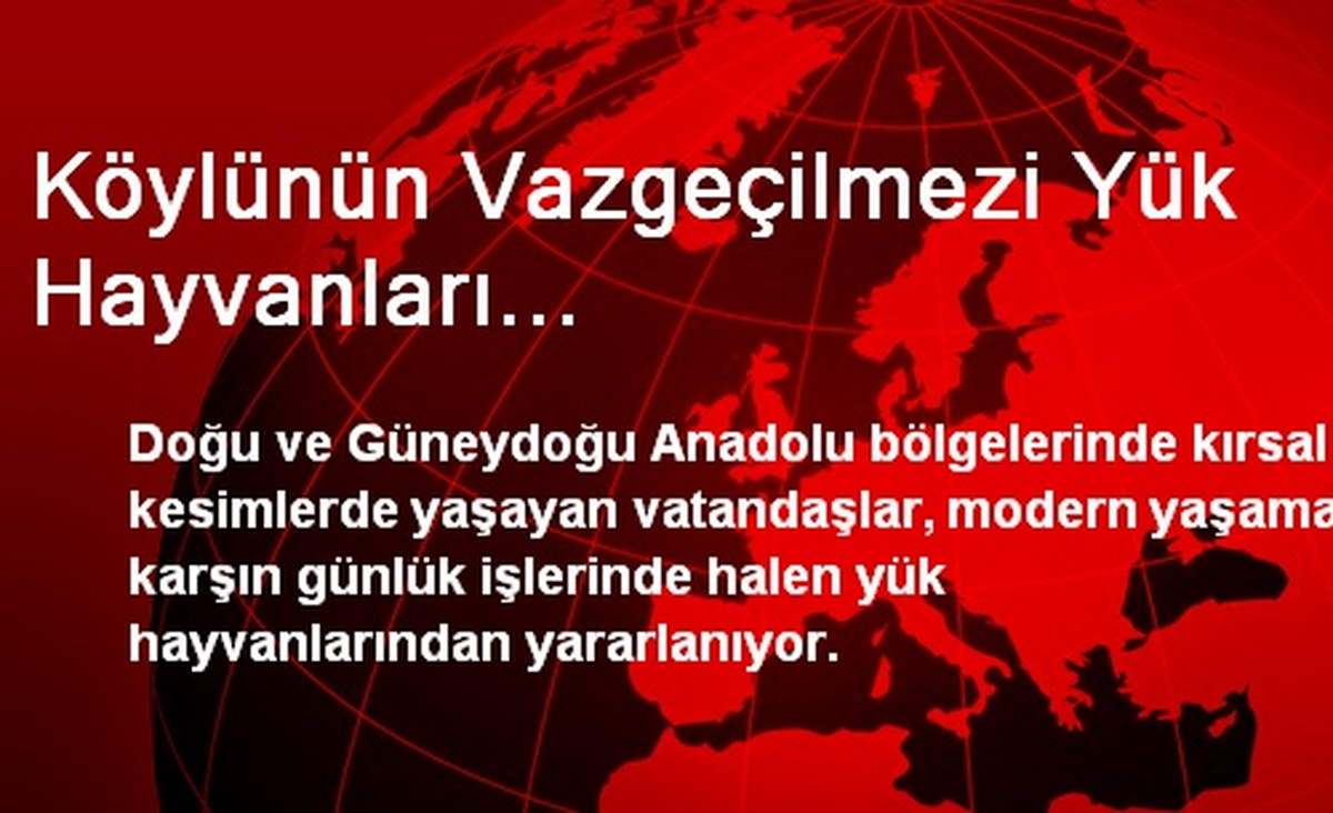 Köylünün Vazgeçilmezi Yük Hayvanları...