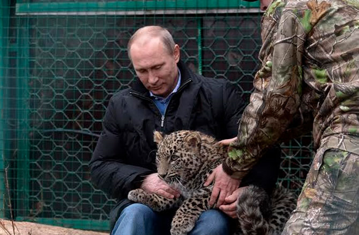 Putin, Leopar Kafesine Girdi