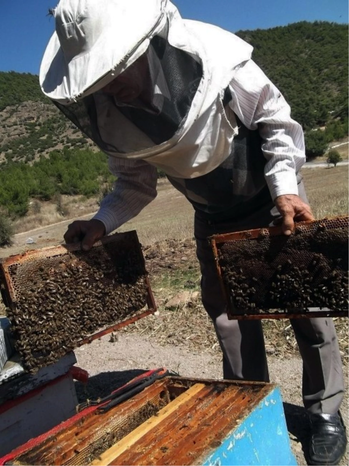 Uluslararası Arıcılık ve Çam Balı Kongresi Başlıyor