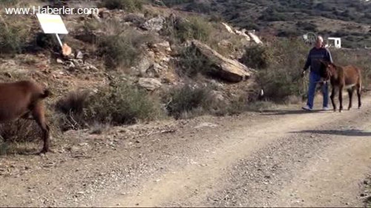 Alman çift, evlerinin bahçesinde 4 eşeğe bakıyor -