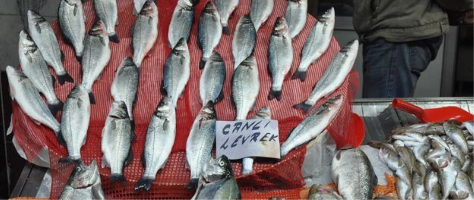 Balıkçı Umudunu Kültür Balıklarına Bağladı
