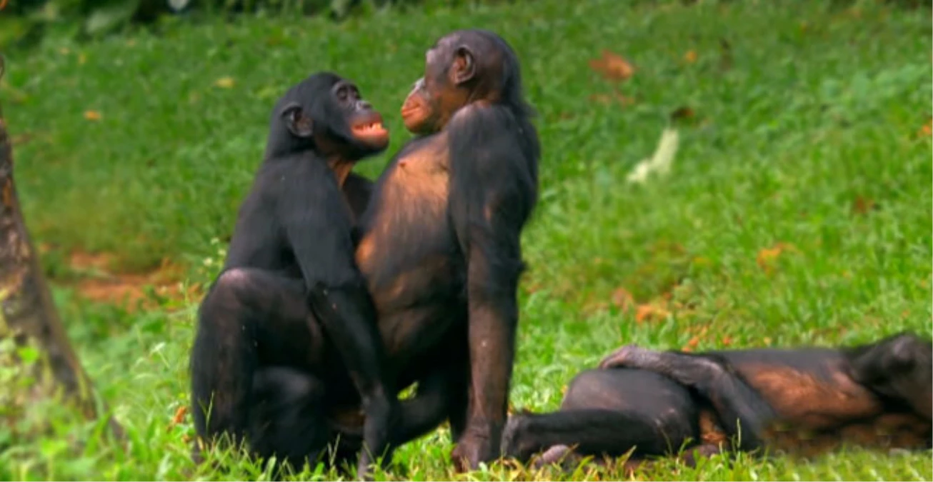 Cinselliğin Hayatlarında Çok Etkin Olduğu Maymunlar: Bonobo