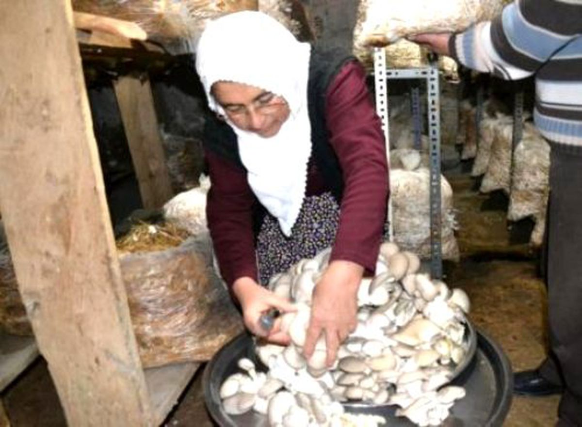 Andırın\'da Girişimci Kadının Yüzünü Mantar Güldürdü