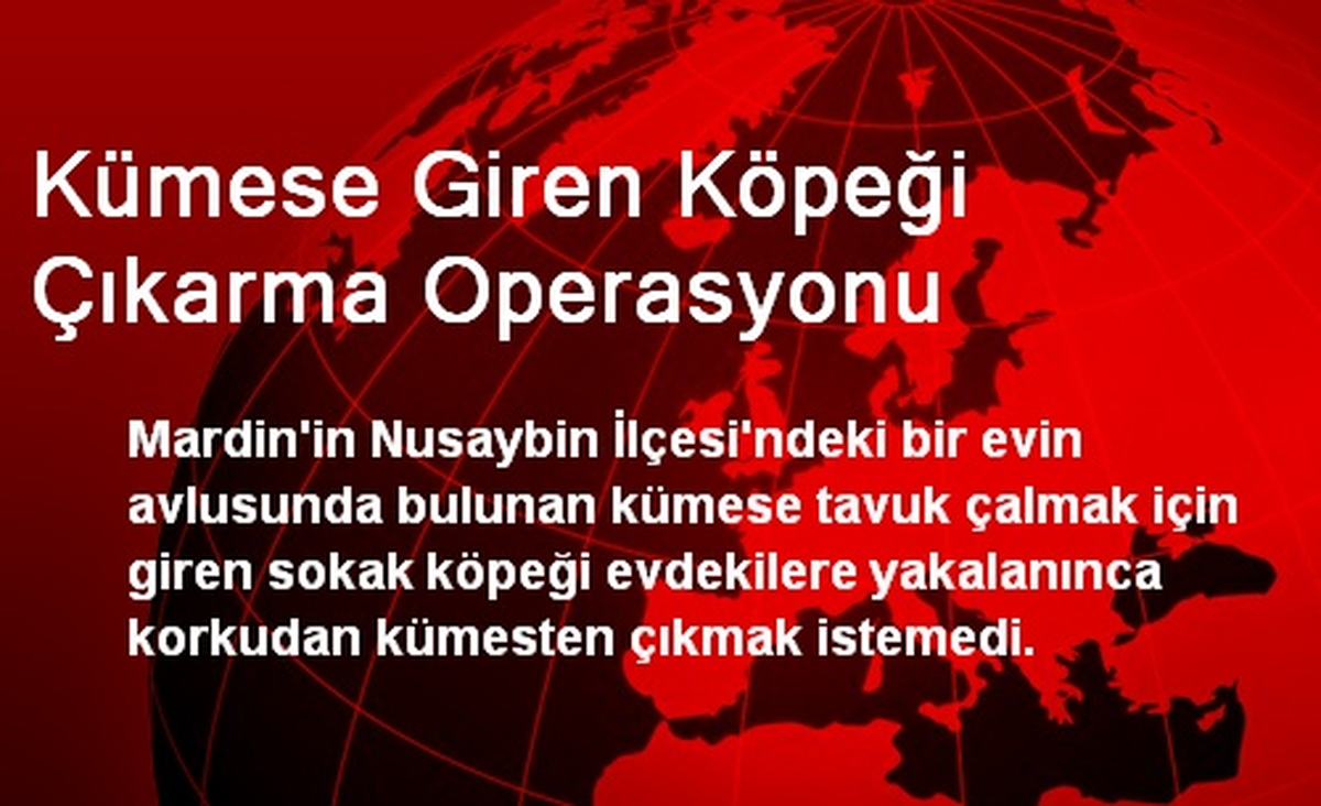 Kümese Giren Köpeği Çıkarma Operasyonu