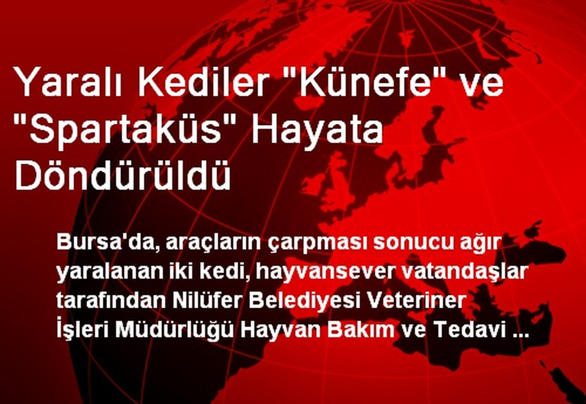 Yaralı Kediler "Künefe" ve "Spartaküs" Hayata Döndürüldü
