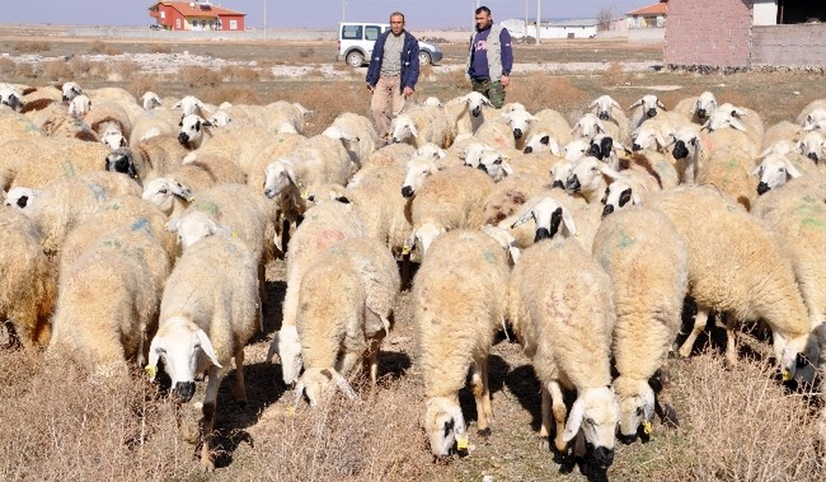 Özel Haber) Çobanlara Maaşlı Okul