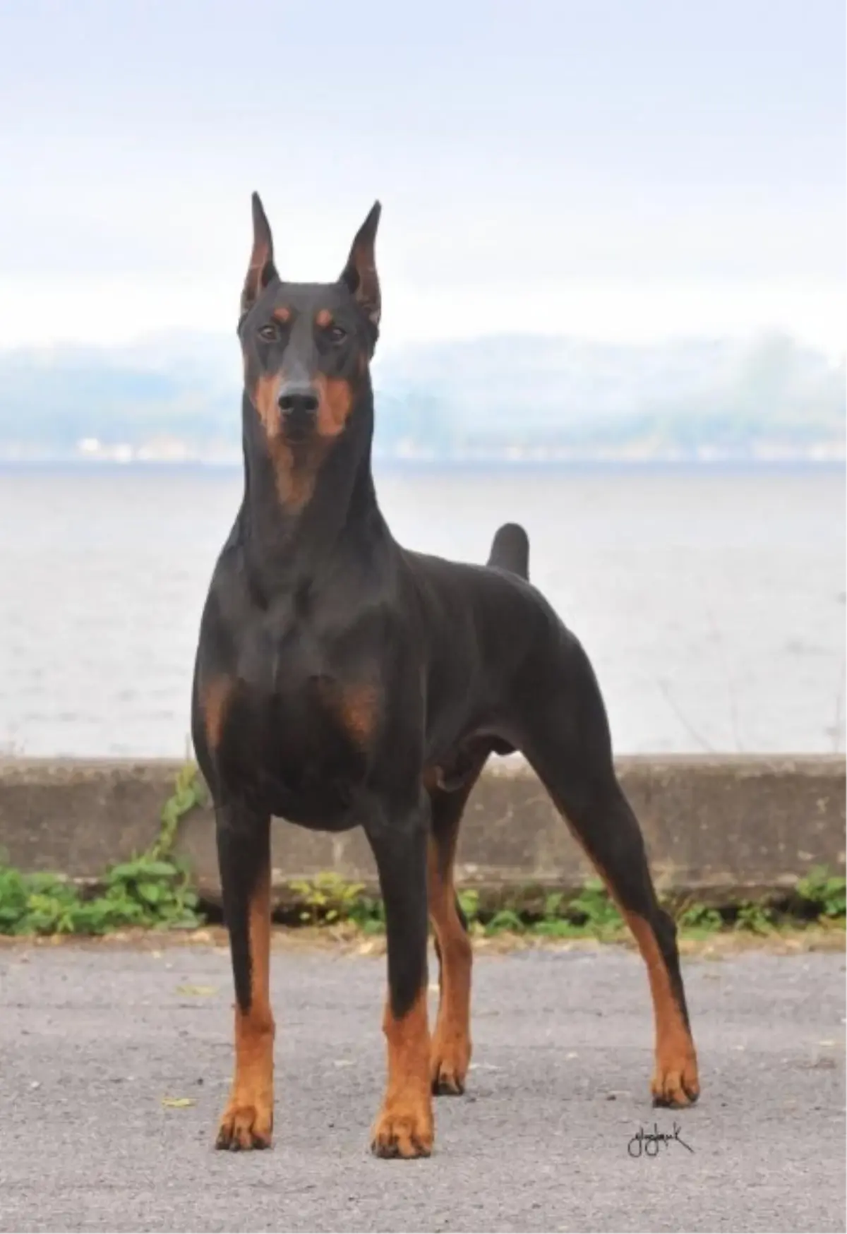 Sahibinin Kanser Olduğunu Teşhis Eden Köpek