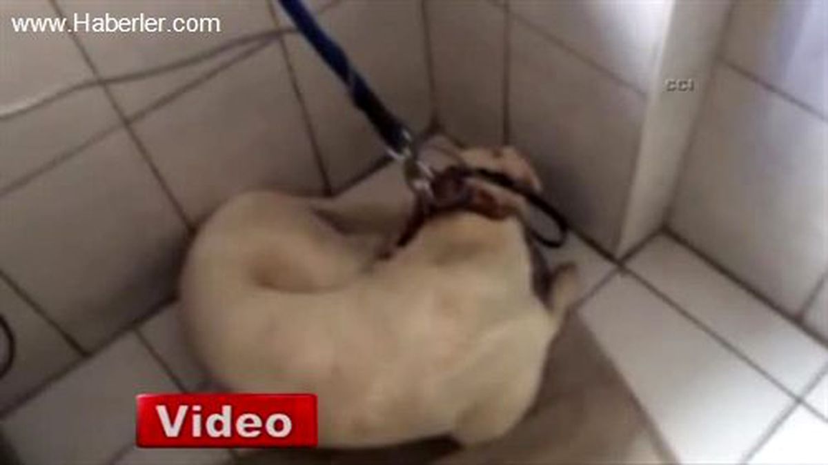 Bin Liralık Borç İçin Köpeği Haczettiler