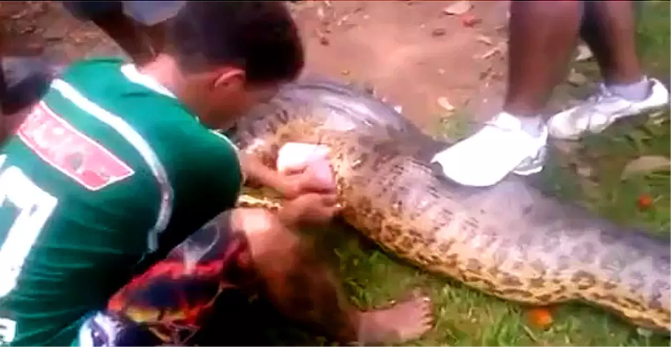 Dev Anakondanın Midesinden Pitbull Çıktı