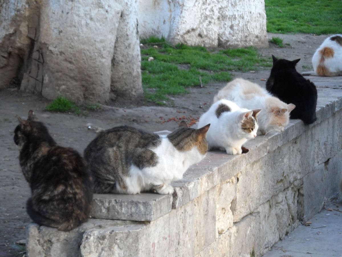 Karşıyaka\'da Sokak Kedileri "Üşümeyecek"