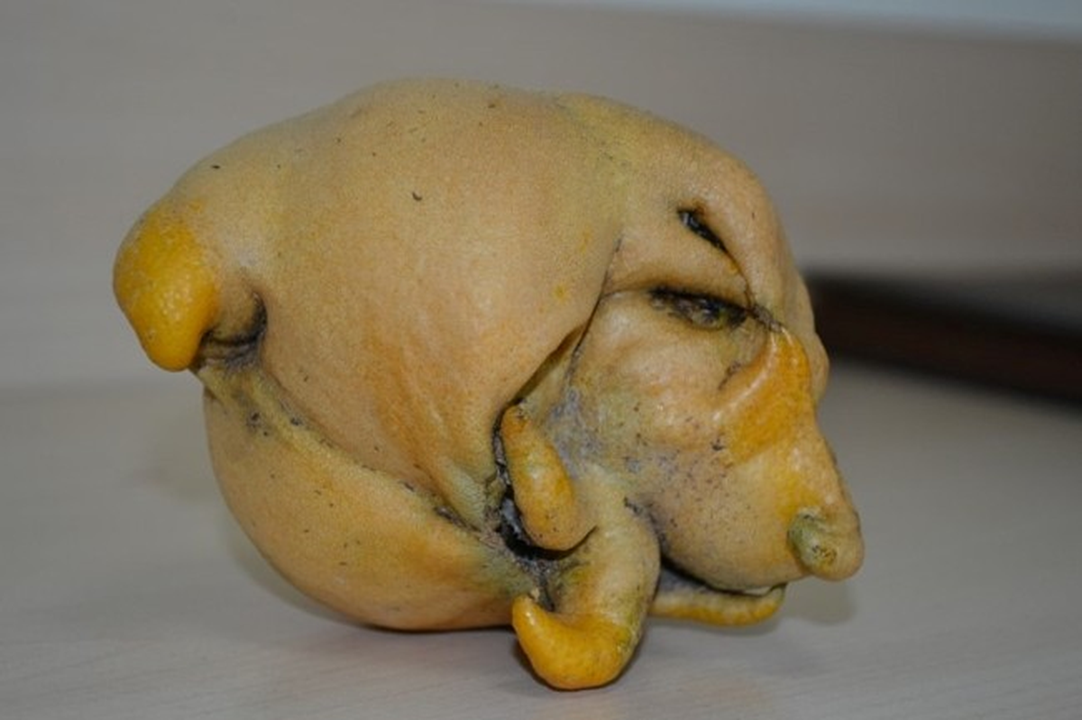 Köpek Görünümlü Limon, Görenleri Şaşırttı