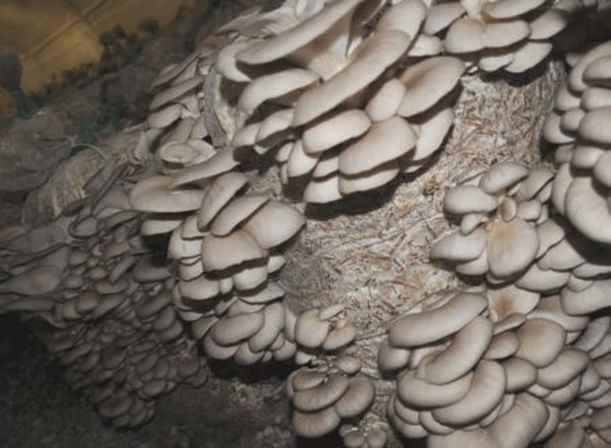 Niğde\'de Kayın Mantarına Maddi Destek