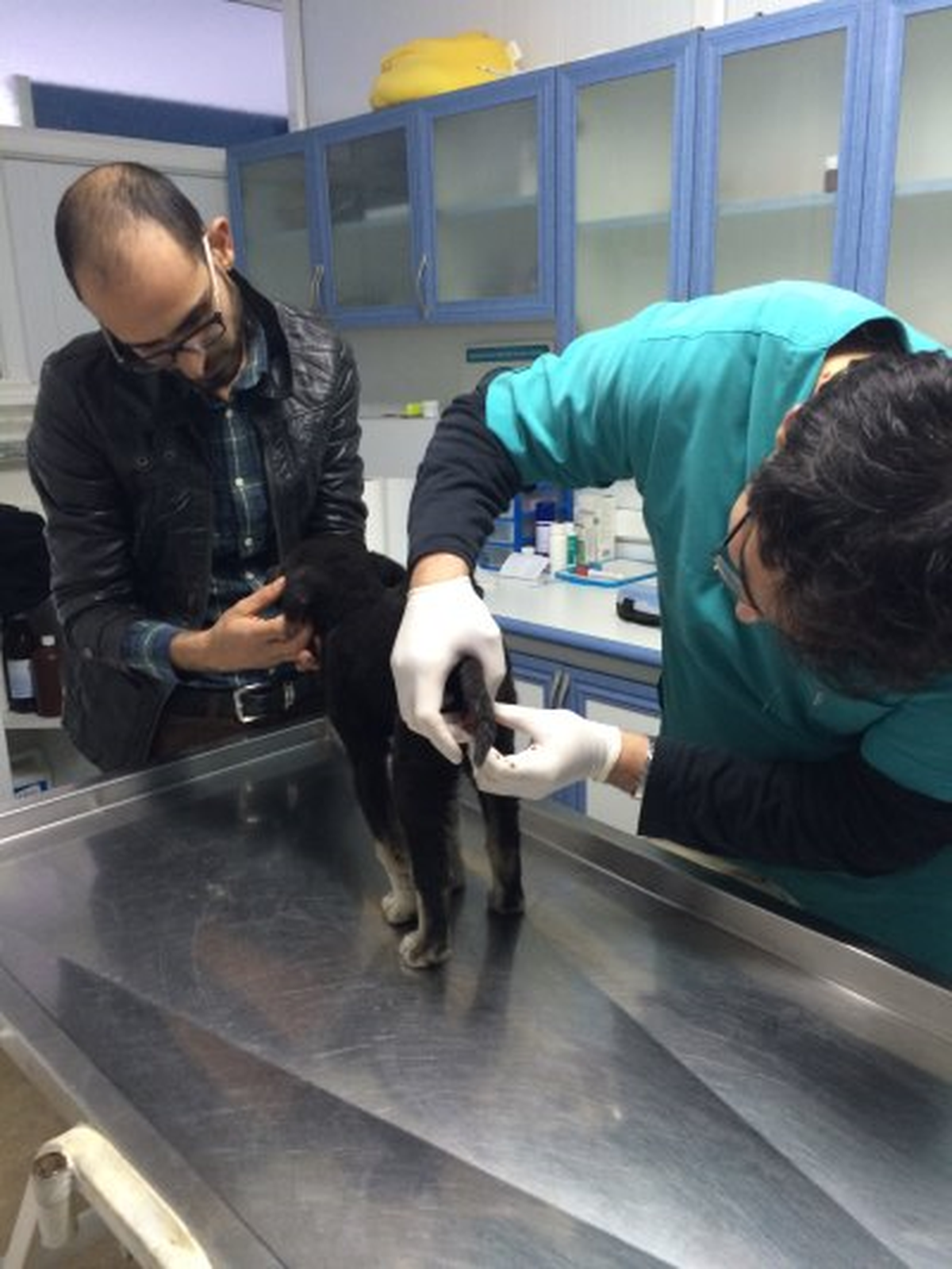 Yavru Köpeğin İmdadına, CHP\'li Aday Kapar Yetişti