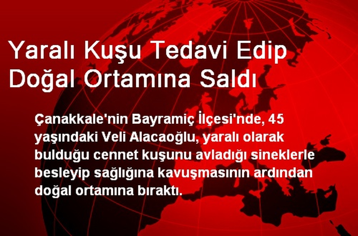 Yaralı Kuşu Tedavi Edip Doğal Ortamına Saldı