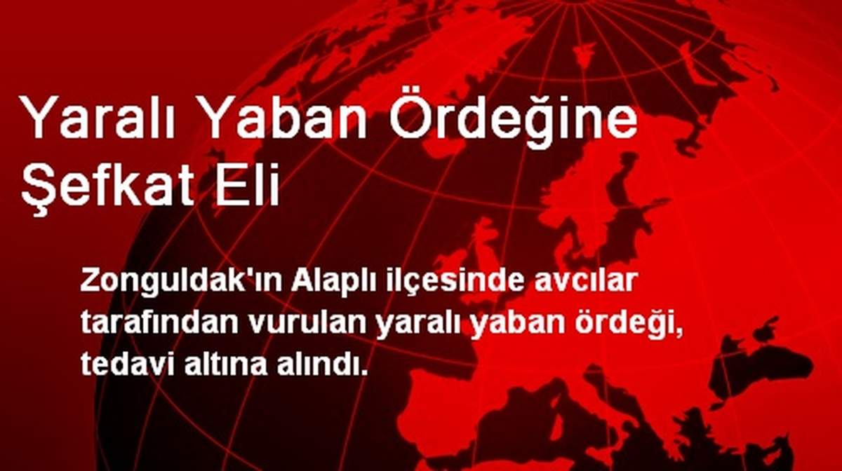 Yaralı Yaban Ördeğine Şefkat Eli
