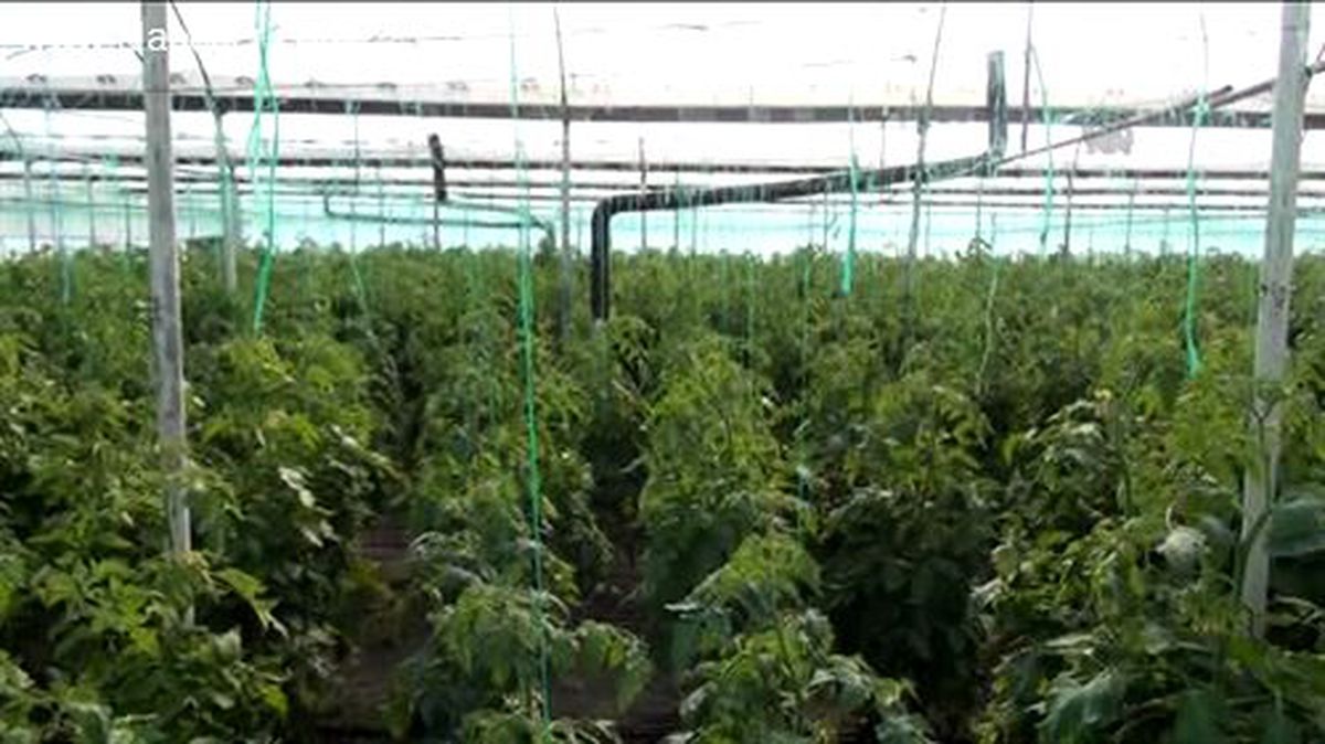 Seralara sobalı koruma -