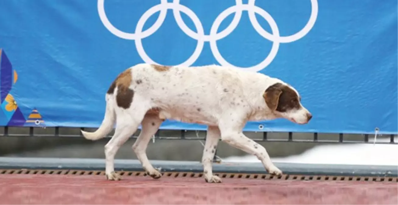 Soçi\'de Olimpiyat Sporcularına Köpek Tacizi