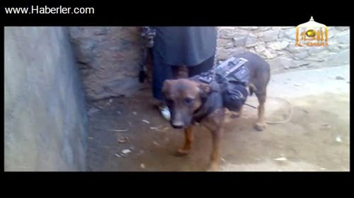 Taliban Amerikan Askeri Köpeğini Esir Aldı ve Böyle Dünyaya Teşhir Etti