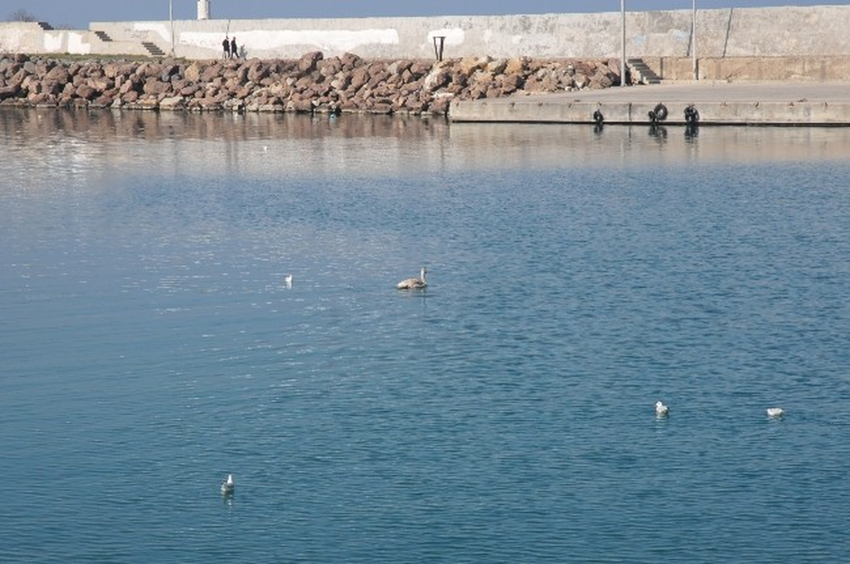 Akçakoca Balıkçı Barınağına Misafir Geldi