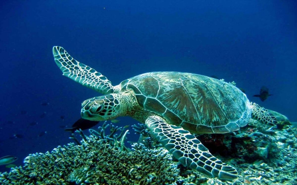 Fethiye\'de deniz kaplumbağaları için eylem -