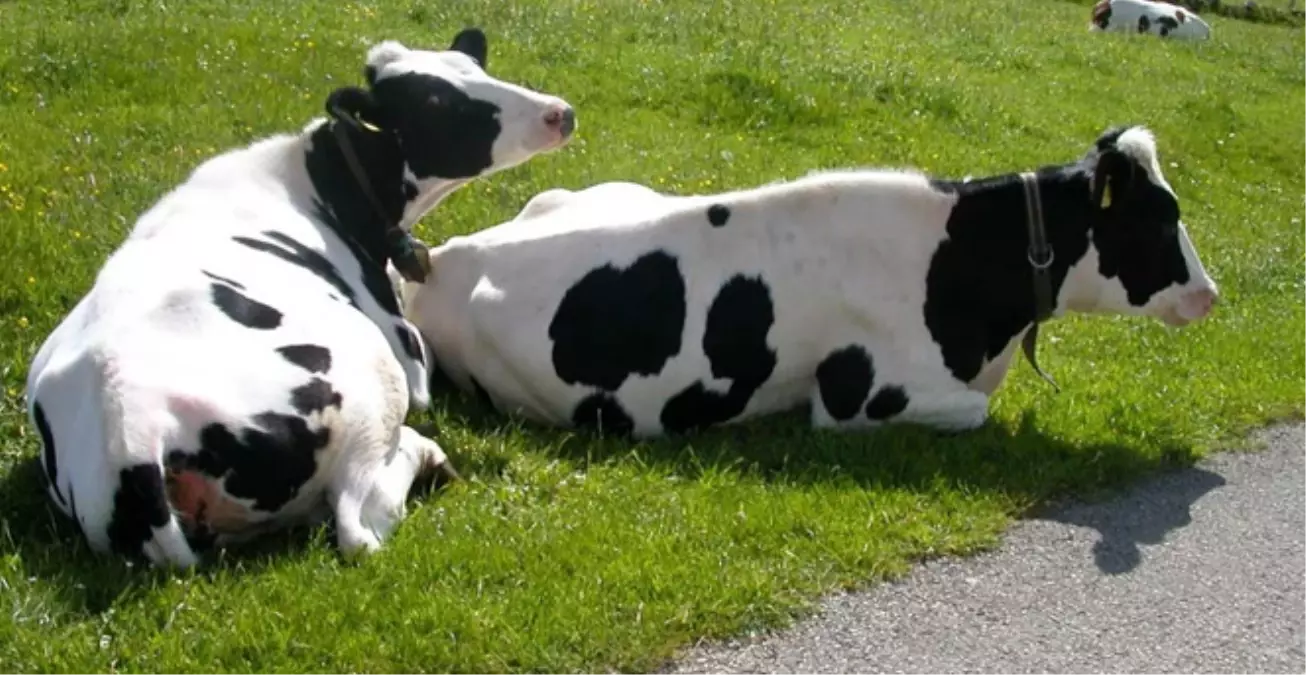 İneği Kurtarmak İsterken İnek Tarafından Öldürüldü