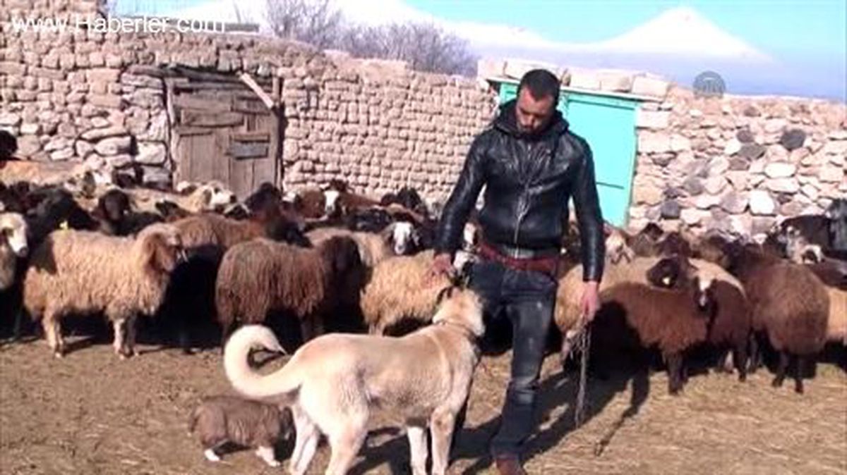 Doğubayazıt\'ta Kuduz Şüphesi