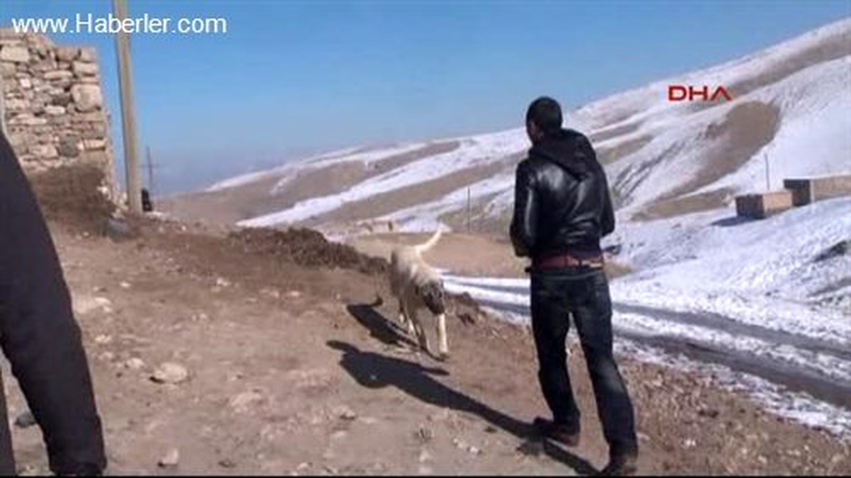 Kuduzdan Ölen Köpekler İş Makinesiyle Gömüldü