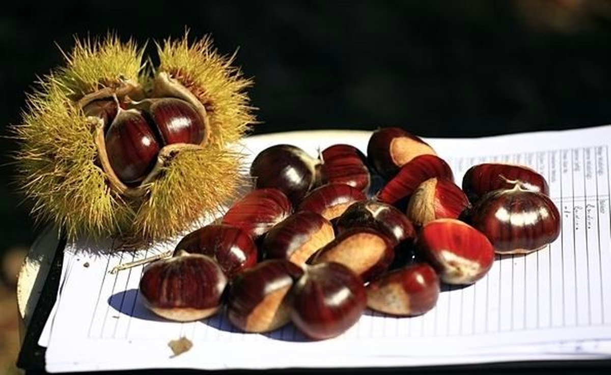 Ormana, \'Odun Dışı Ürün\' Kaynağı