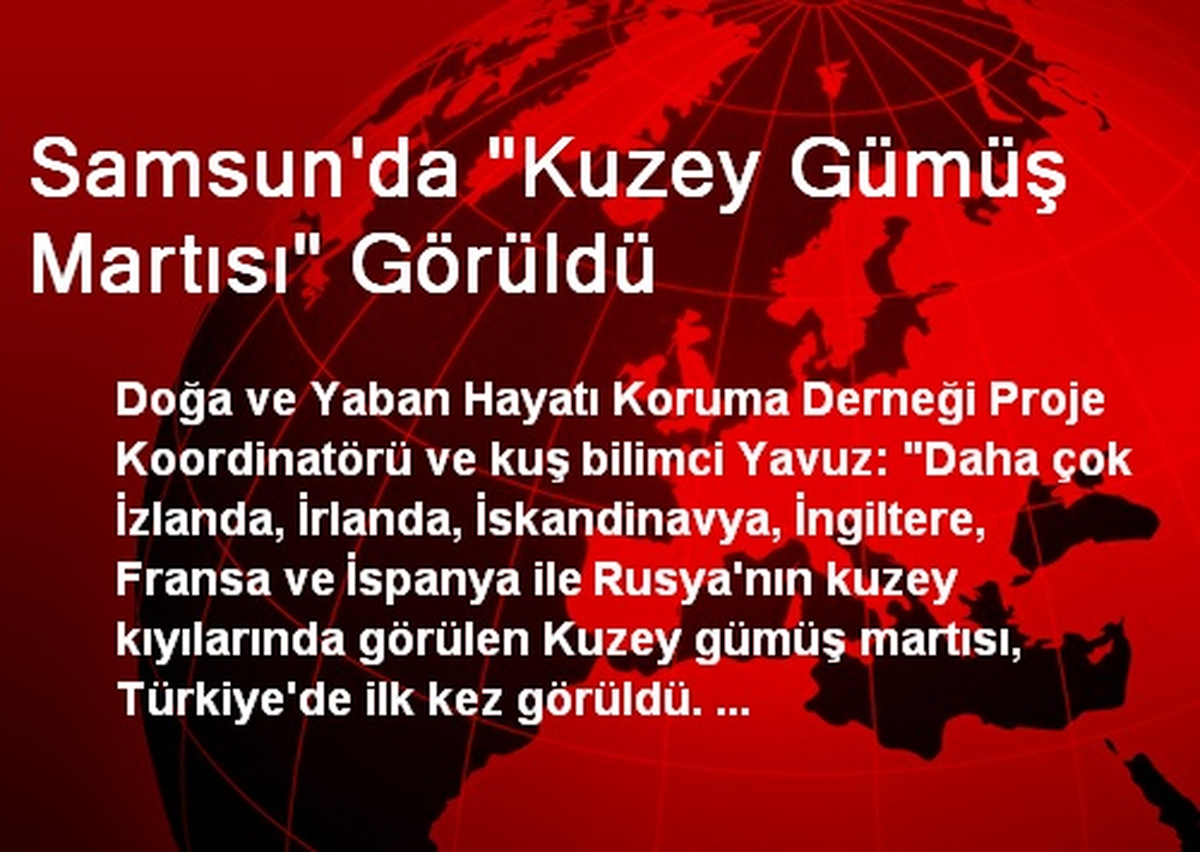 Samsun\'da "Kuzey Gümüş Martısı" Görüldü