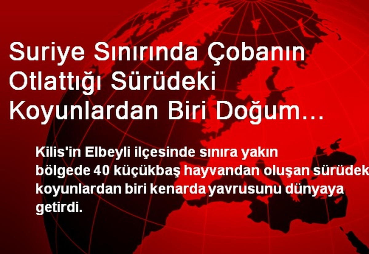 Suriye Sınırında Çobanın Otlattığı Sürüdeki Koyunlardan Biri Doğum Yaptı
