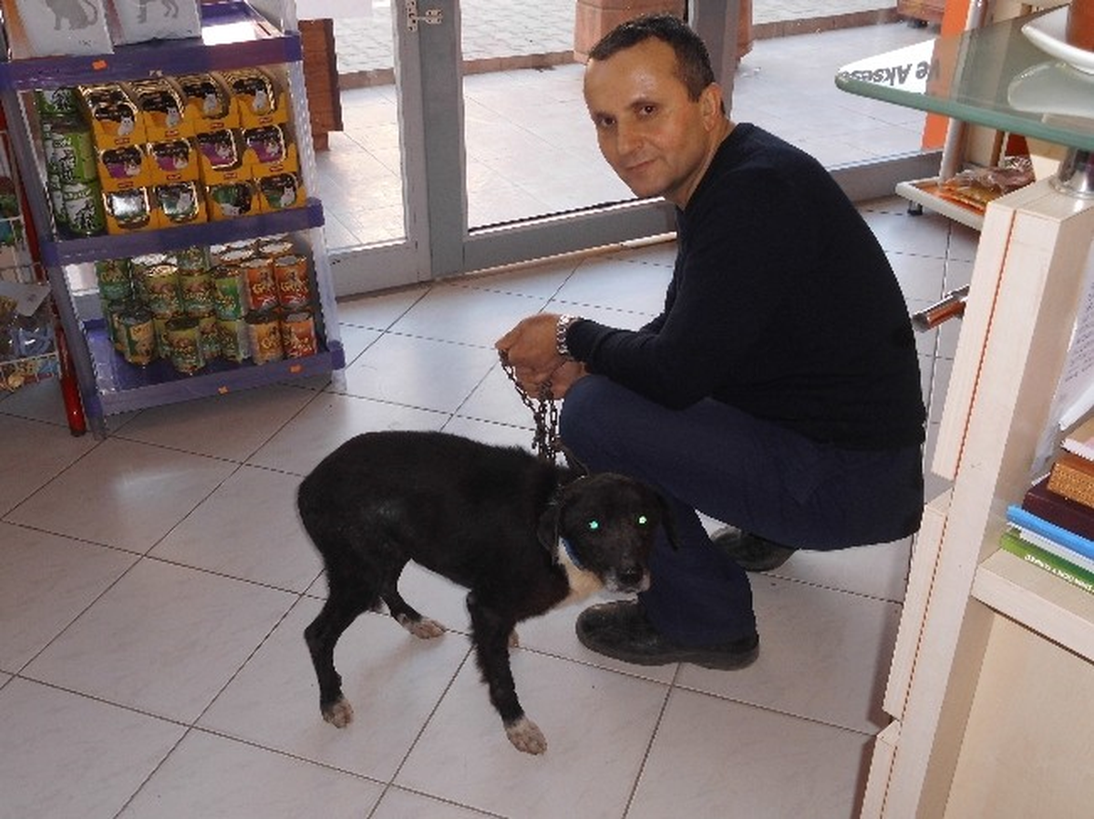 Şanslı Köpek Ölümden Döndü