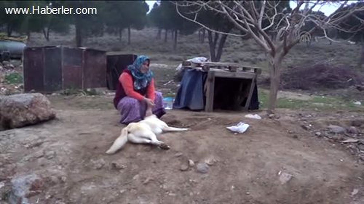 Ağaca bağlı köpeğin havladığı için öldürüldüğü iddiası -