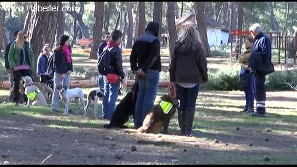Antalya Sokak Köpekleri Hayat Kurtaracak