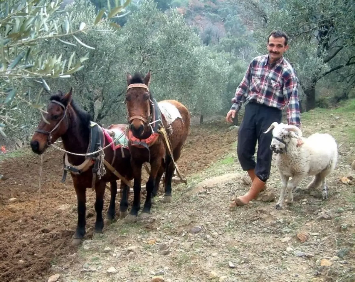 Burhaniye\'de Öksüz Kuzu Atlara Arkadaş Oldu