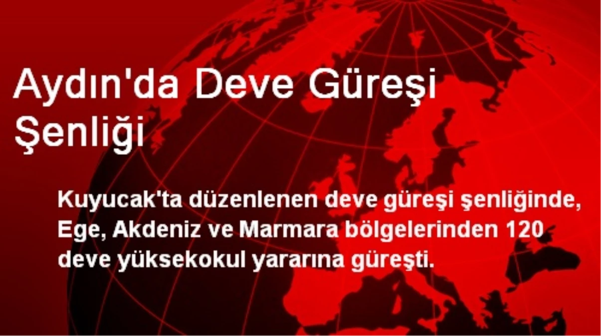 Aydın\'da Deve Güreşi Şenliği