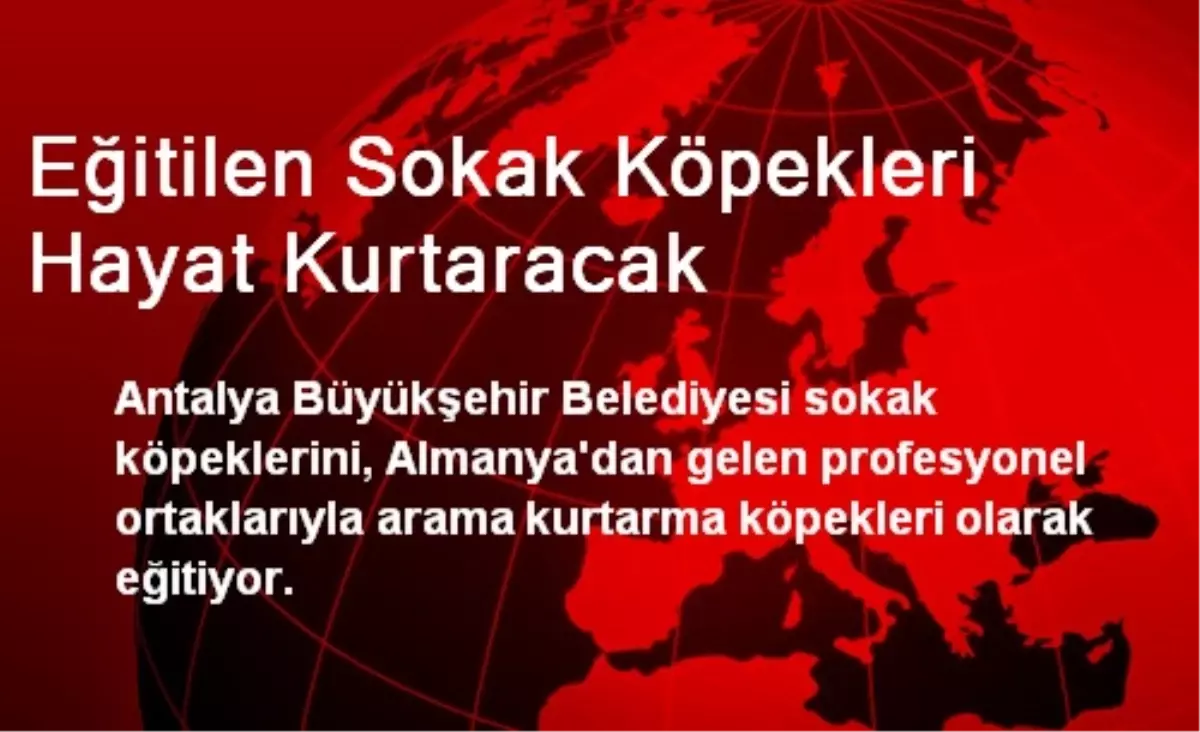 Eğitilen Sokak Köpekleri Hayat Kurtaracak