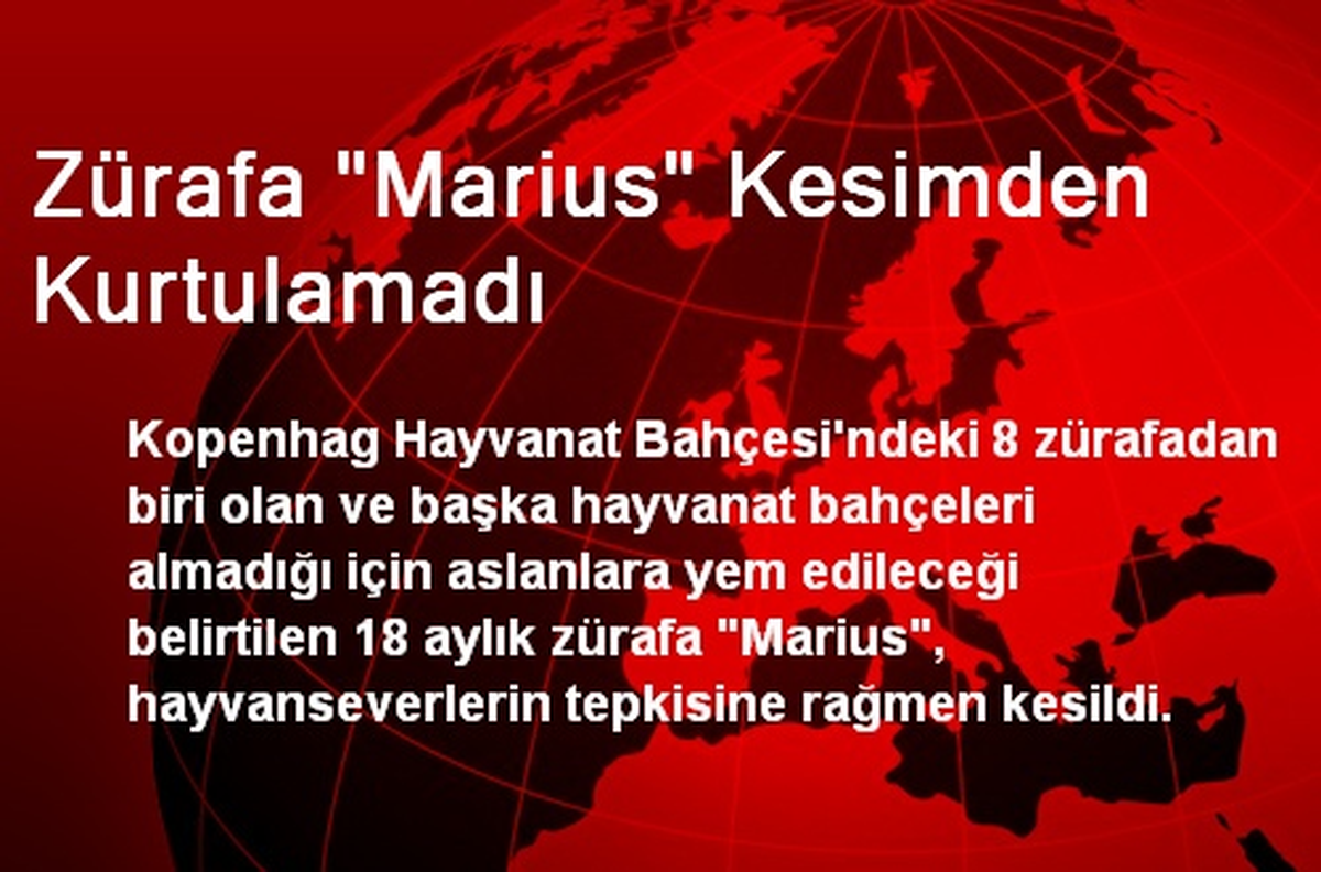 Zürafa "Marius" Kesimden Kurtulamadı