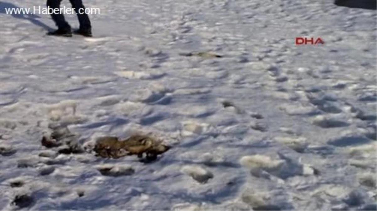 Sibirya Soğukları Yavru Köpekleri Dondurdu