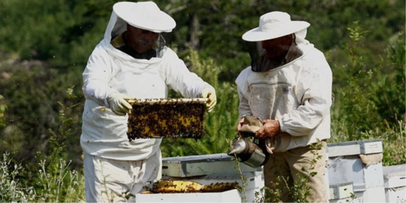 Arı Üreticilerine Bakım Önerisi