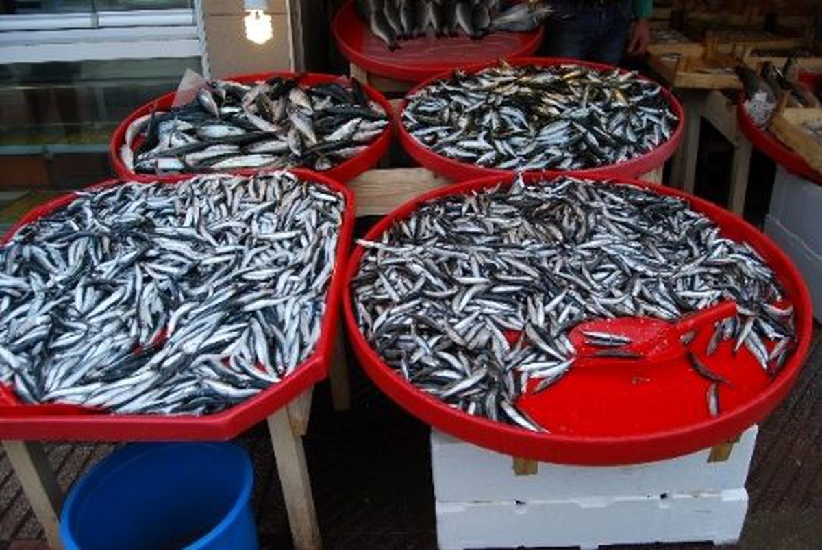 Karadeniz\'de Hamsi Bolluğu