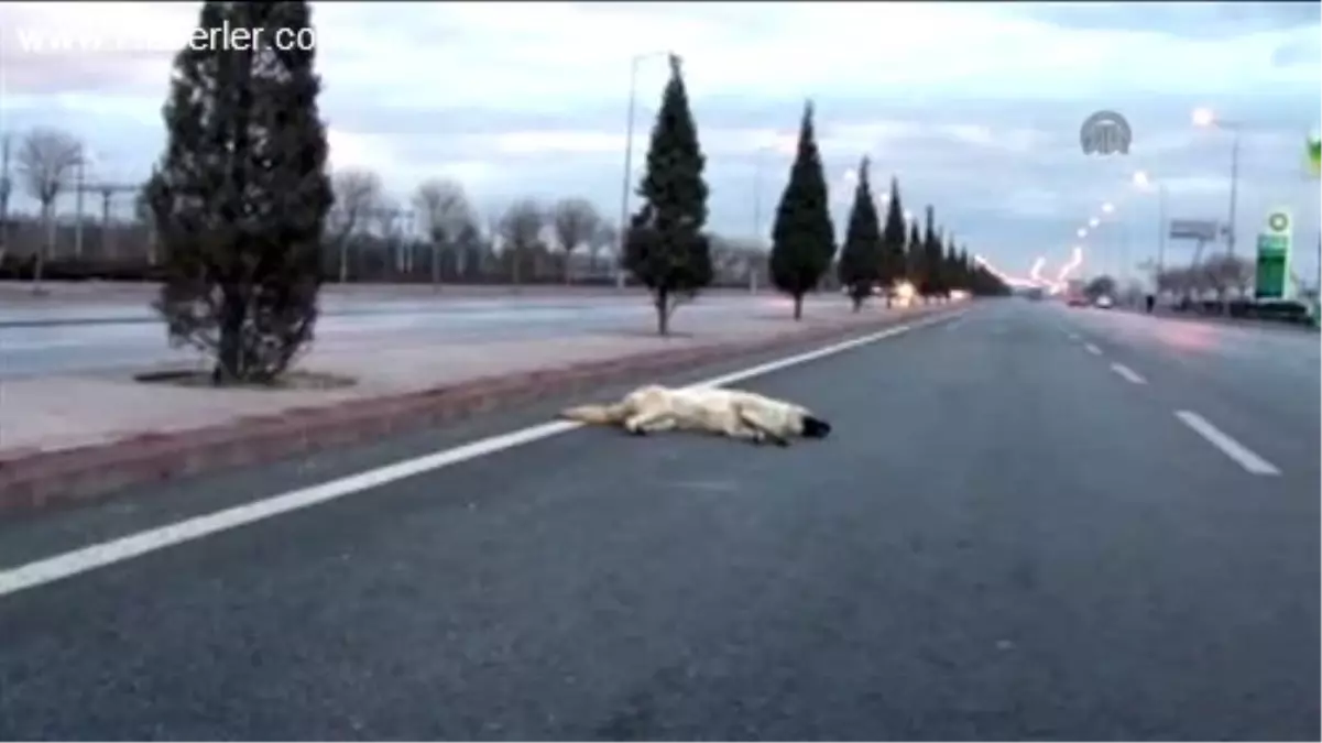 Ölü Köpeğe Çarpmamak İsterken Kamyona Çarptı